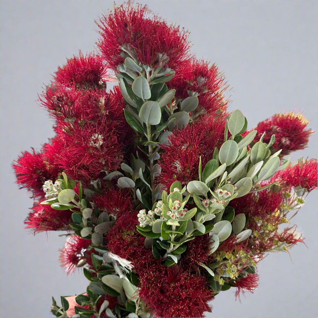 Pittosporum 'Ralphi' 50cm (Various Sizes)