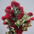 Pittosporum 'Ralphi' 50cm (Various Sizes)