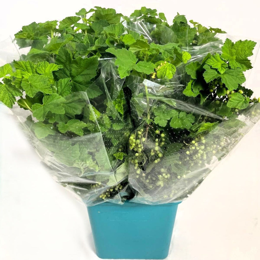 Ribes (Cultivated) (400g)