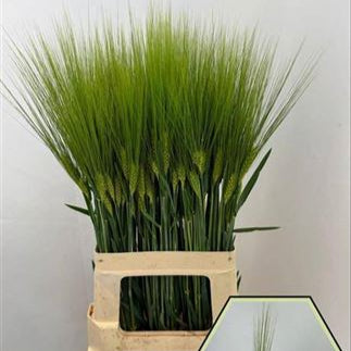 Grass &#39;Triticum Avestivum&#39; (Fresh) (Various Sizes) (x50)