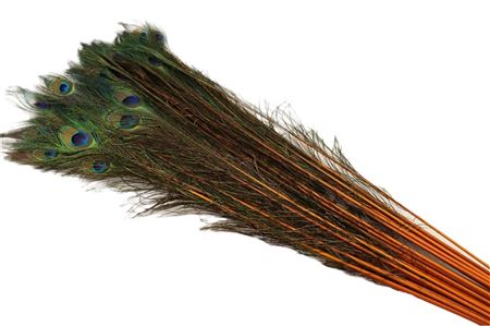 Feathers &#39;Peacock&#39; 90-100cm (x10) (Various Colours)
