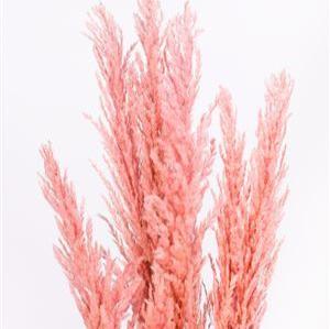 Grass &#39;Pampas&#39; (x8) 120cm (Various Colours) (DRY)