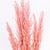 Grass 'Pampas' (x8) 120cm (Various Colours) (DRY)