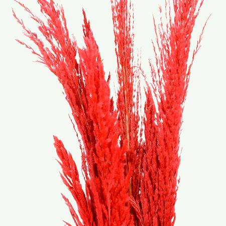 Grass &#39;Pampas&#39; (x8) 120cm (Various Colours) (DRY)