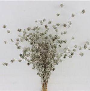 Bamboo &#39;Weeping&#39; (Painted) DRY 45cm (Bunch) x