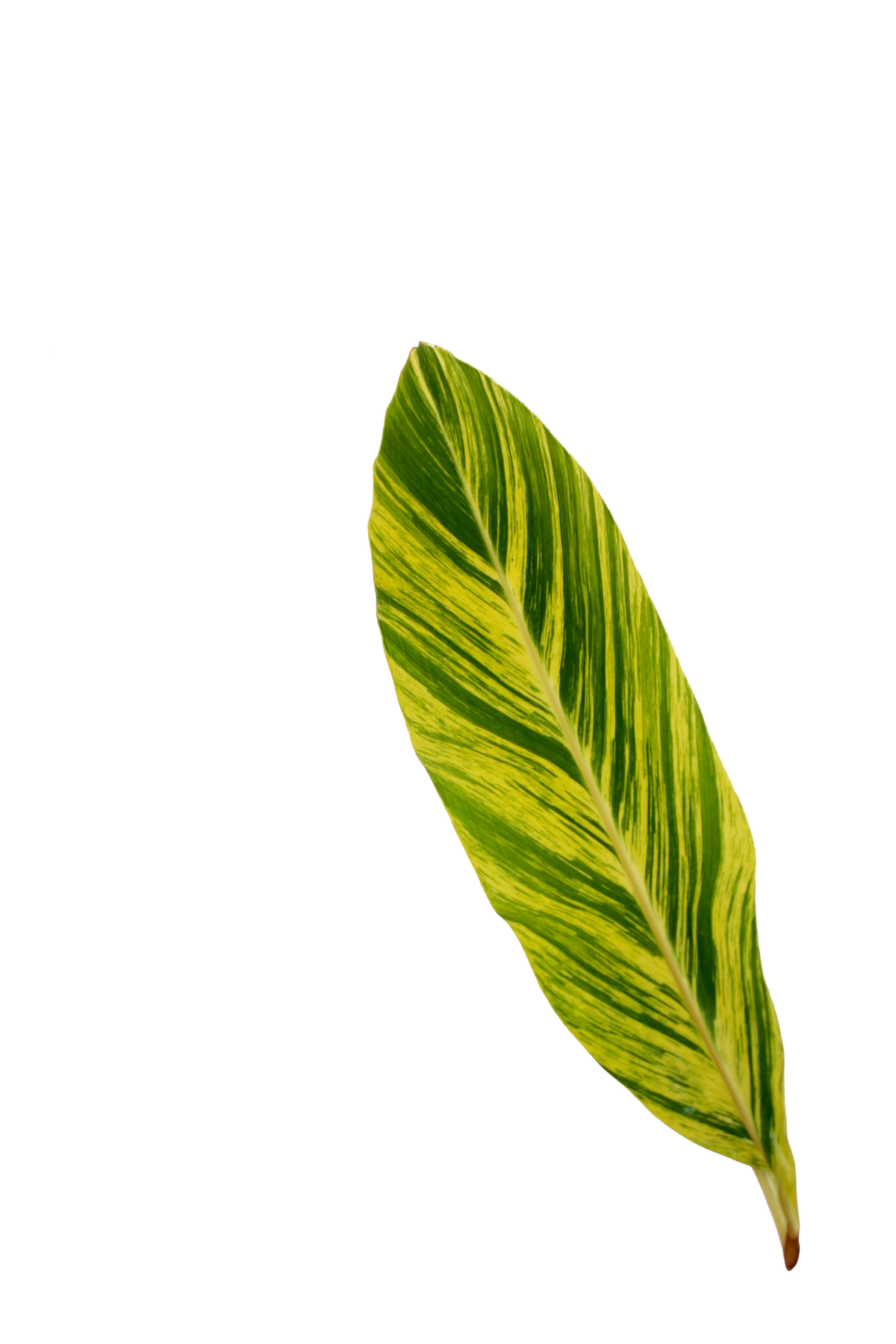 Alpinia &#39;Zerumbet&#39; Leaves (Various Sizes)