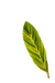 Alpinia 'Zerumbet' Leaves (Various Sizes)