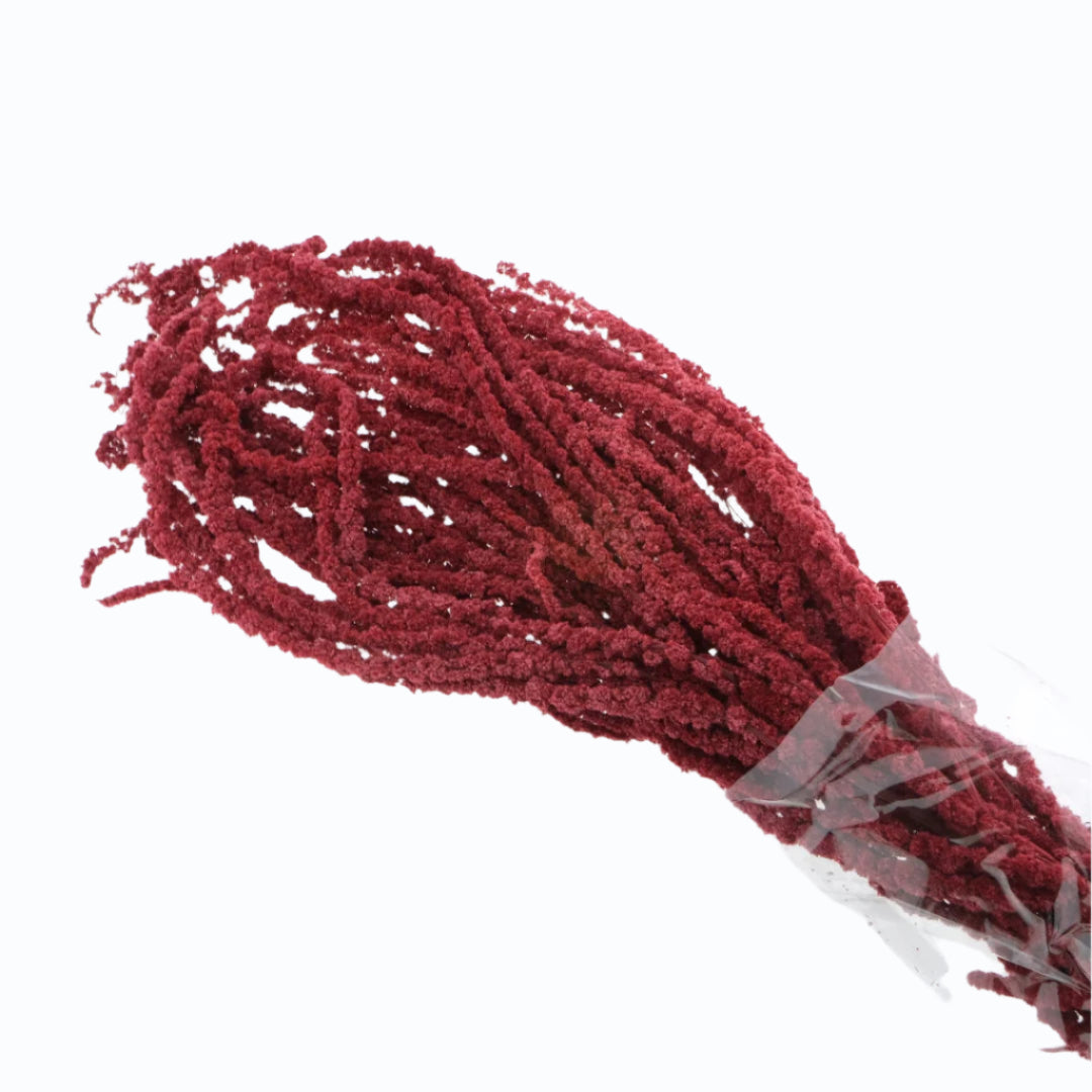 Amaranthus 'Trailing' (Coloured) (Various Options)