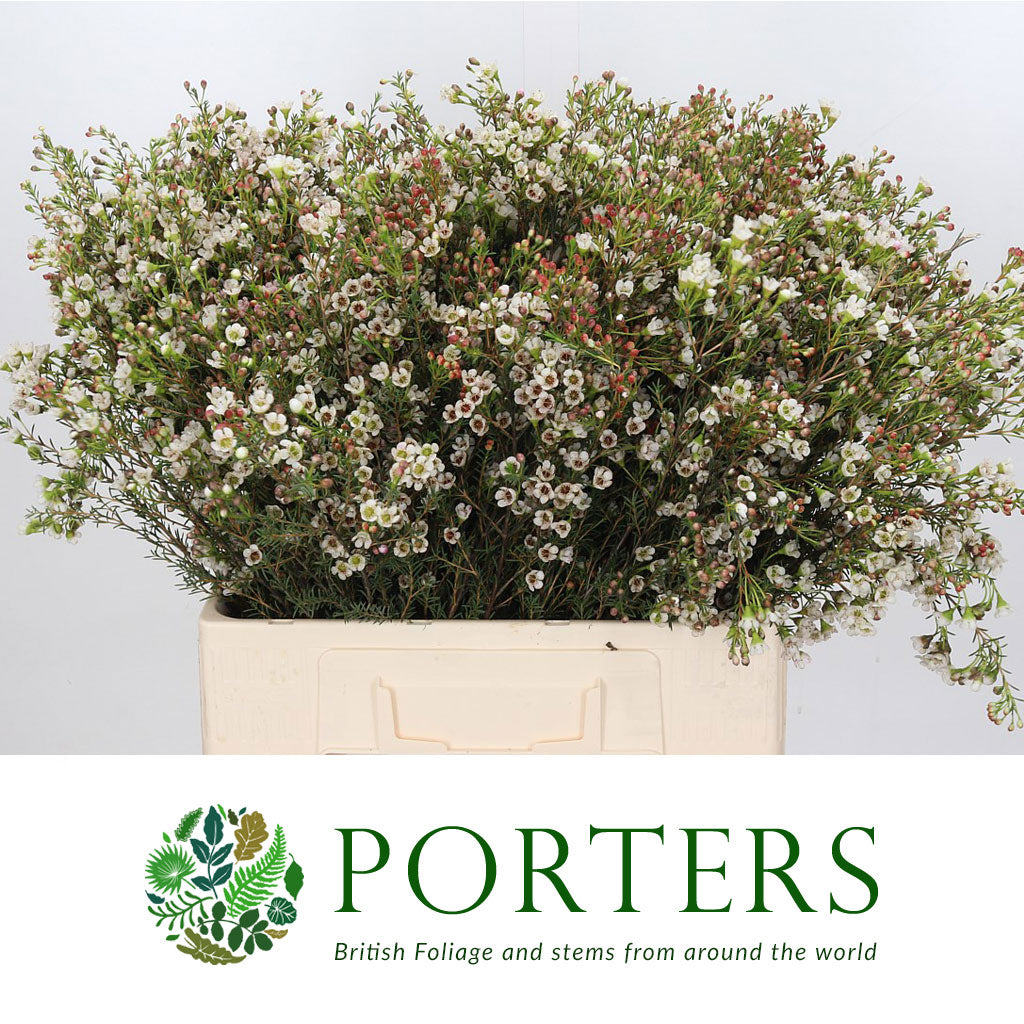 Wax Flower 'Blondie' (Various Lengths)