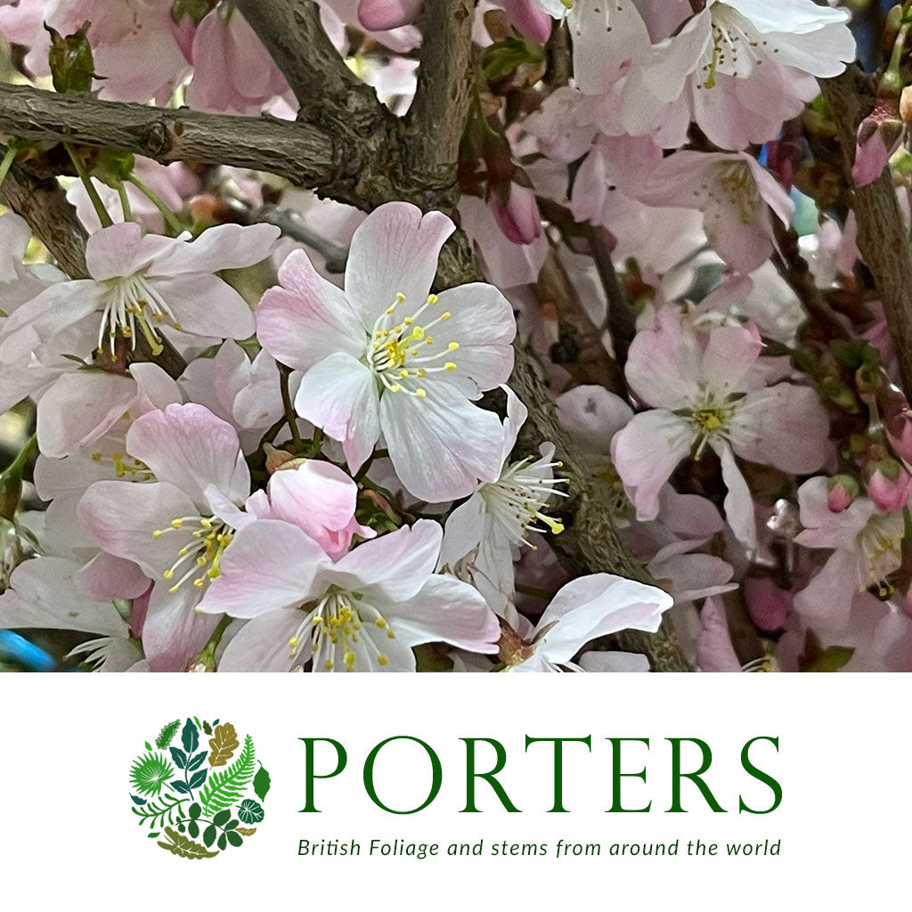 Blossom &#39;Pink&#39; Wild &#39;Double&#39; (Various Sizes)