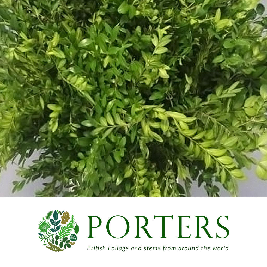 Boxwood &#39;Cultivated&#39; (Various Sizes)