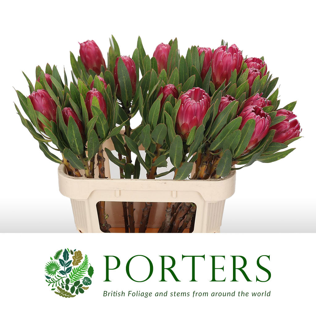 Protea 'Brenda' (Various Lengths)