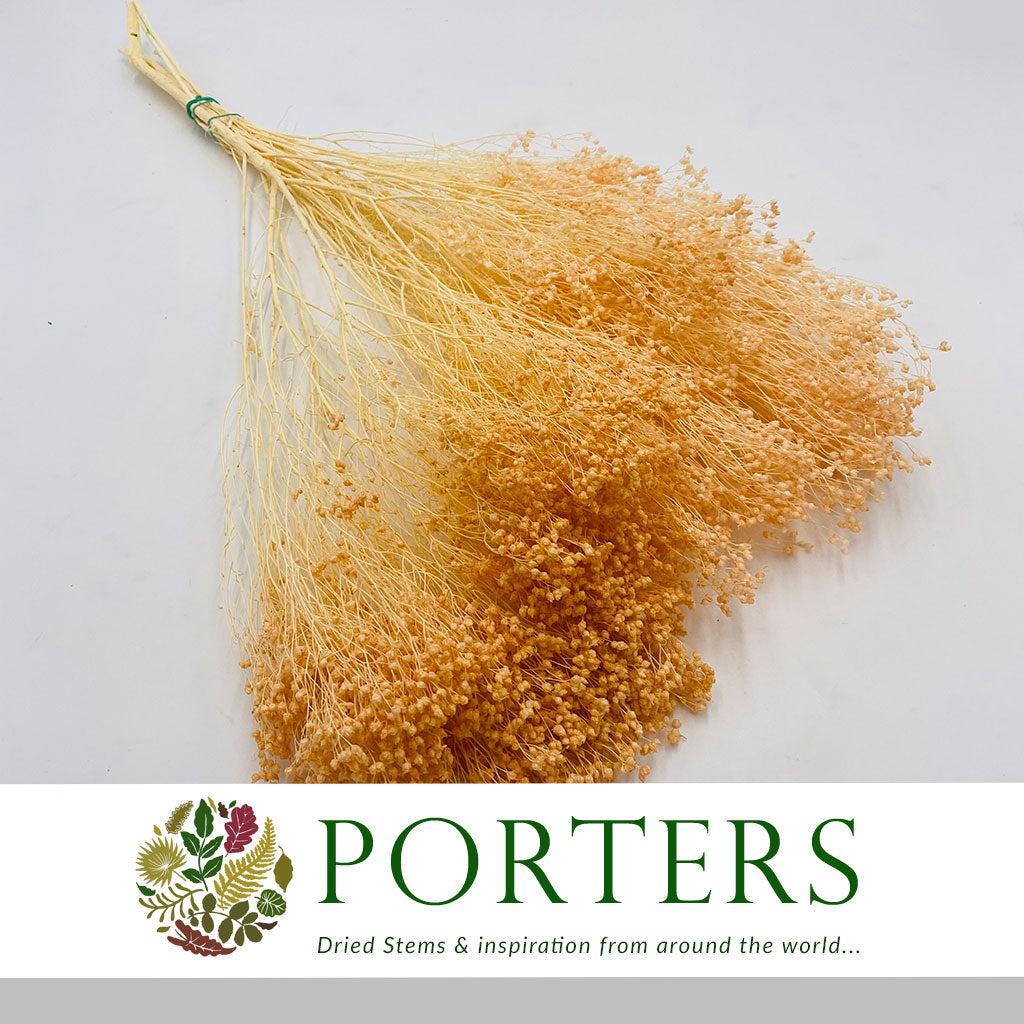 Broom 'Flower' (Various Colours) (DRY) (100g)