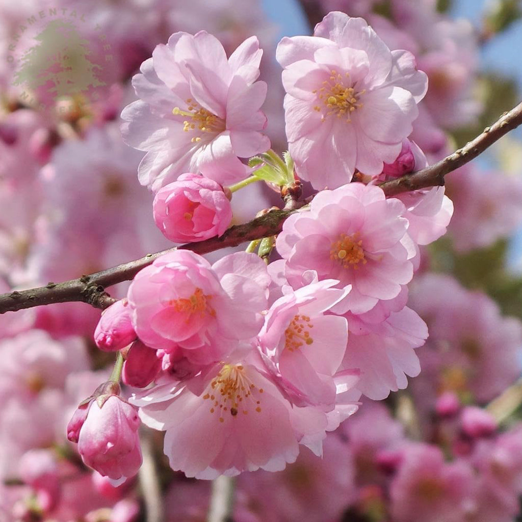 Blossom &#39;Pink&#39; (Cultivated)  &#39;Cherry&#39; (Various Sizes)