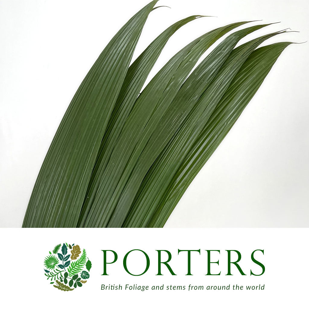 coconut palm uk Coconut Leaves (Curculigo Molinera) (Various Lengths) (x10)