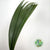 Coconut Leaves (Curculigo Molinera) (Various Lengths) (x10)