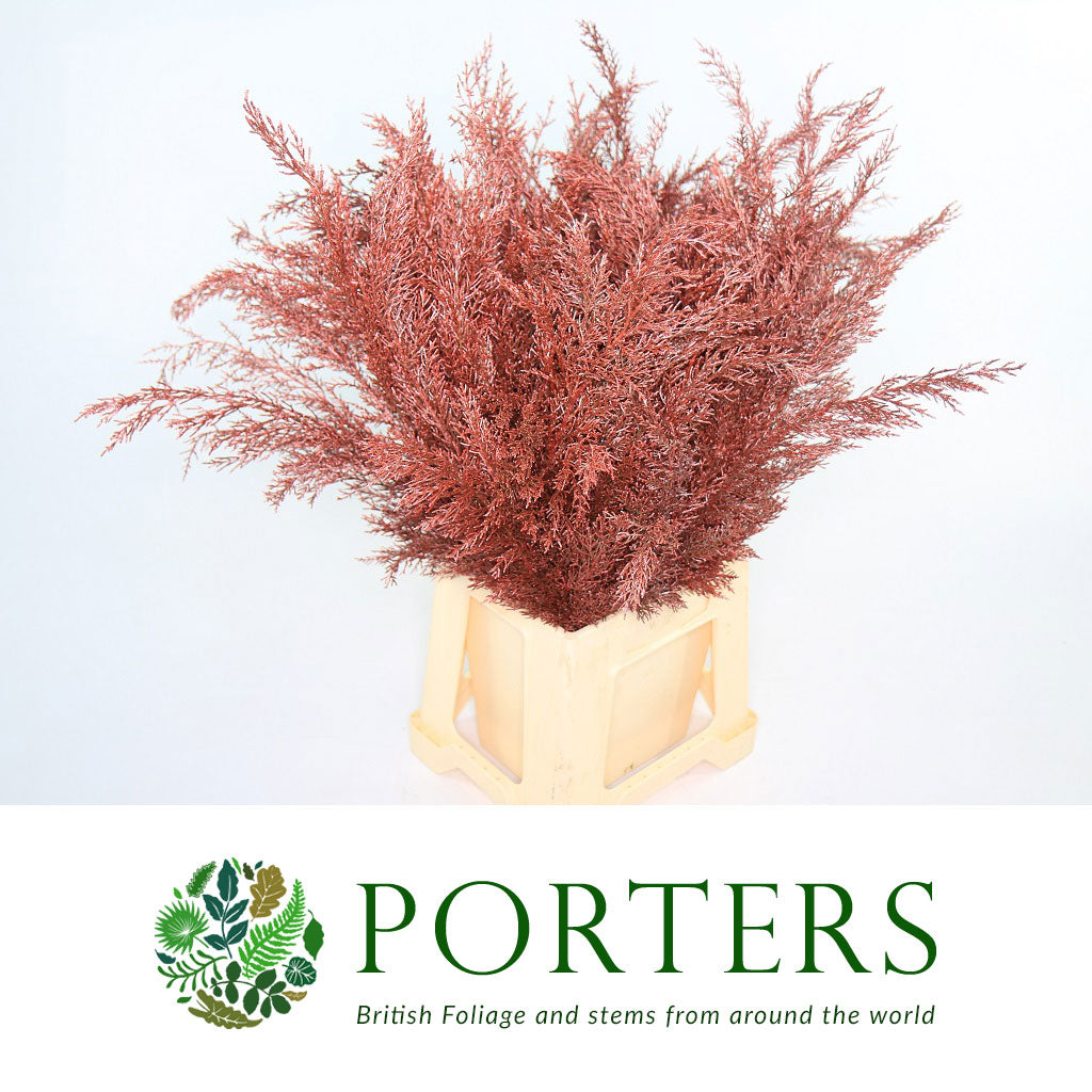 Conifer (Painted) (Various Colours)