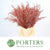 Conifer (Painted) (Various Colours)