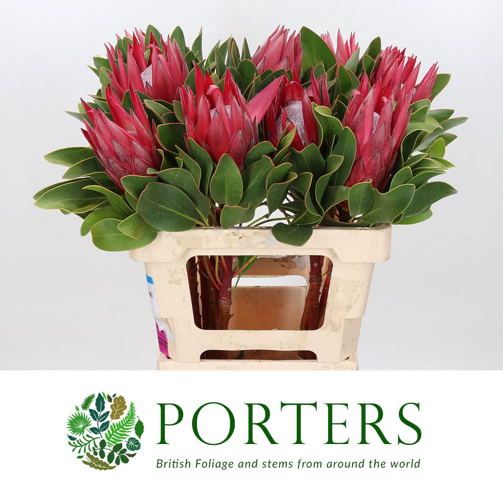 Protea 'Cynaroides' (Madiba) (Various lengths)