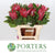Protea 'Cynaroides' (Madiba) (Various lengths)
