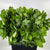 Oak 'Foliage' (Natural Italian) (400g)