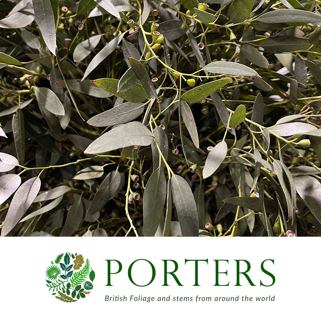 Eucalyptus (Wild) (Various Sizes)
