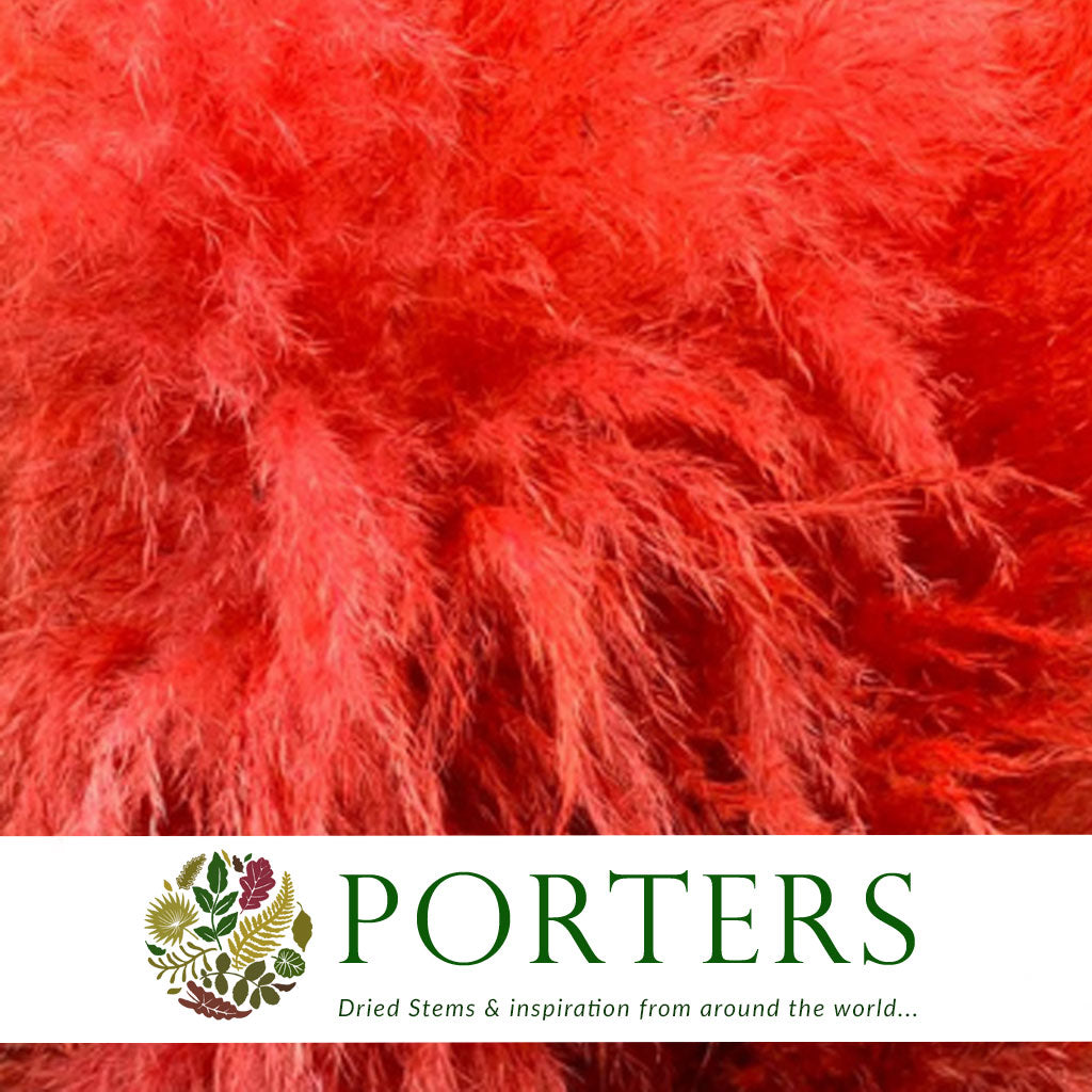 Grass 'Pampas' (Evita) (Various Colours) (DRY) 120cm (x5)