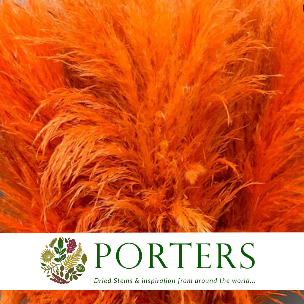 Grass &#39;Pampas&#39; (Evita) (Various Colours) (DRY) 120cm (x5)