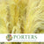 Grass 'Pampas' (Evita) (Various Colours) (DRY) 120cm (x5)
