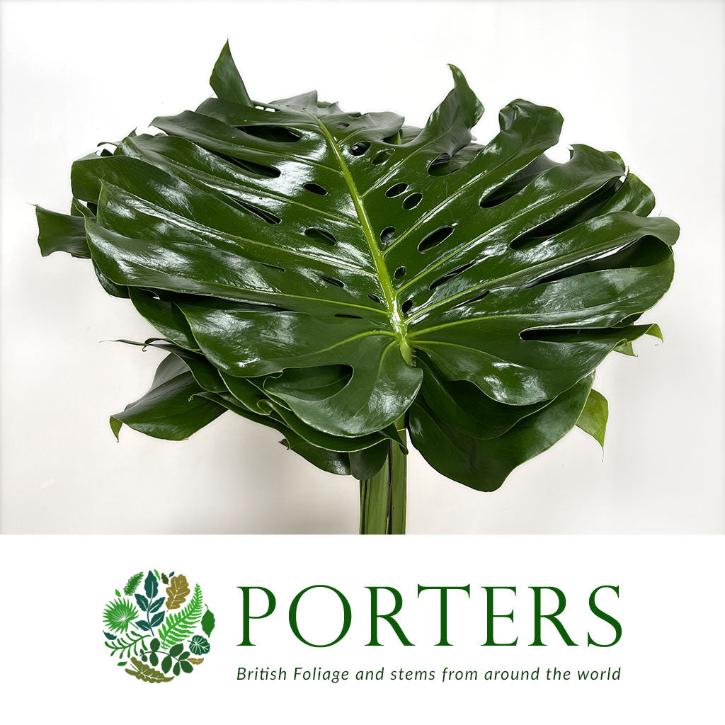 Monstera &#39;Leaves&#39; (Various Sizes)