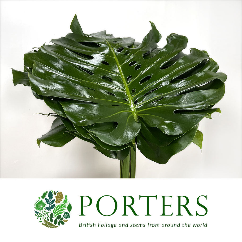Monstera 'Leaves' (Various Sizes)