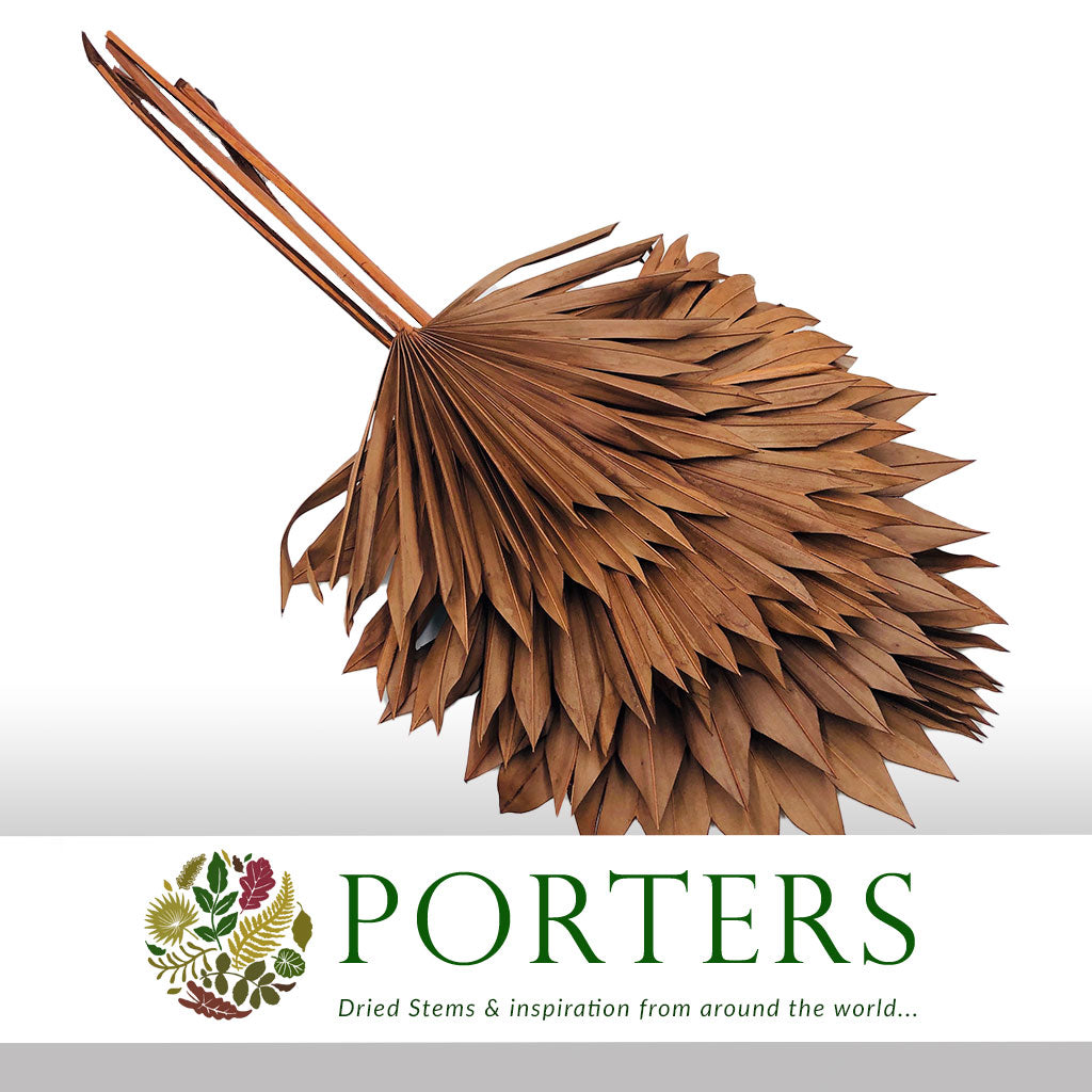 Palm &#39;Fan Palm&#39; (Painted) (DRY) (Various Colours) (x5) 45-55cm