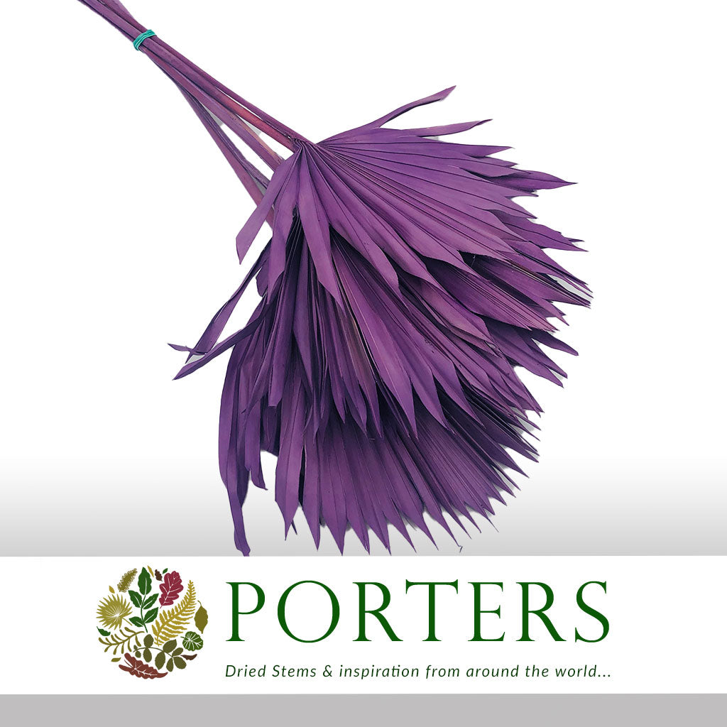 Palm &#39;Fan Palm&#39; (Painted) (DRY) (Various Colours) (x5) 45-55cm