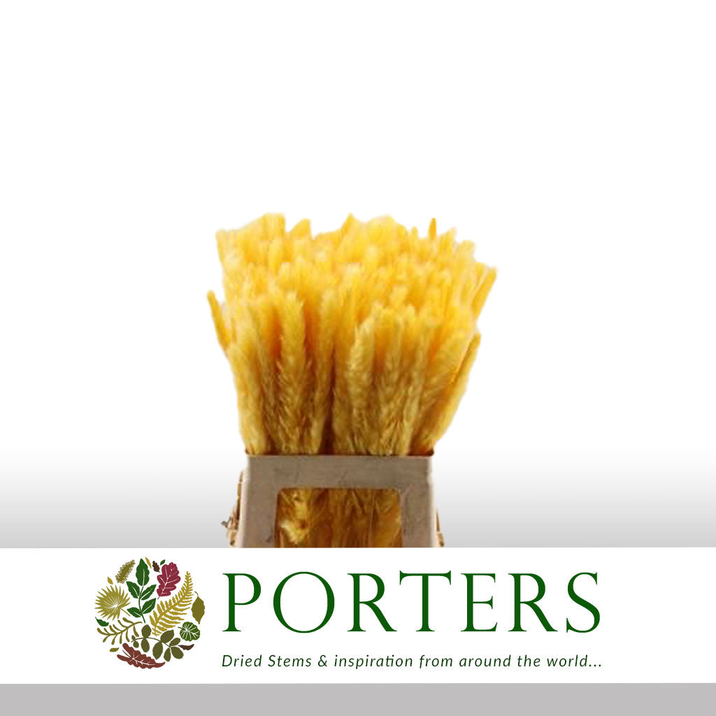 Grass 'Pampas' (Fluffy Baby) (Coloured) (DRY) (Various Sizes)