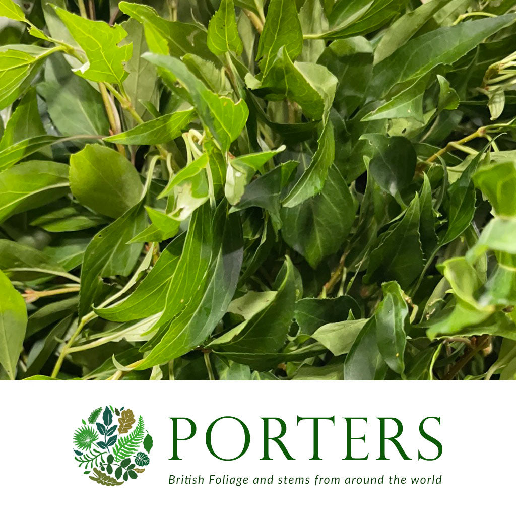 Forsythia &#39;Foliage&#39; Wild (Various Sizes)