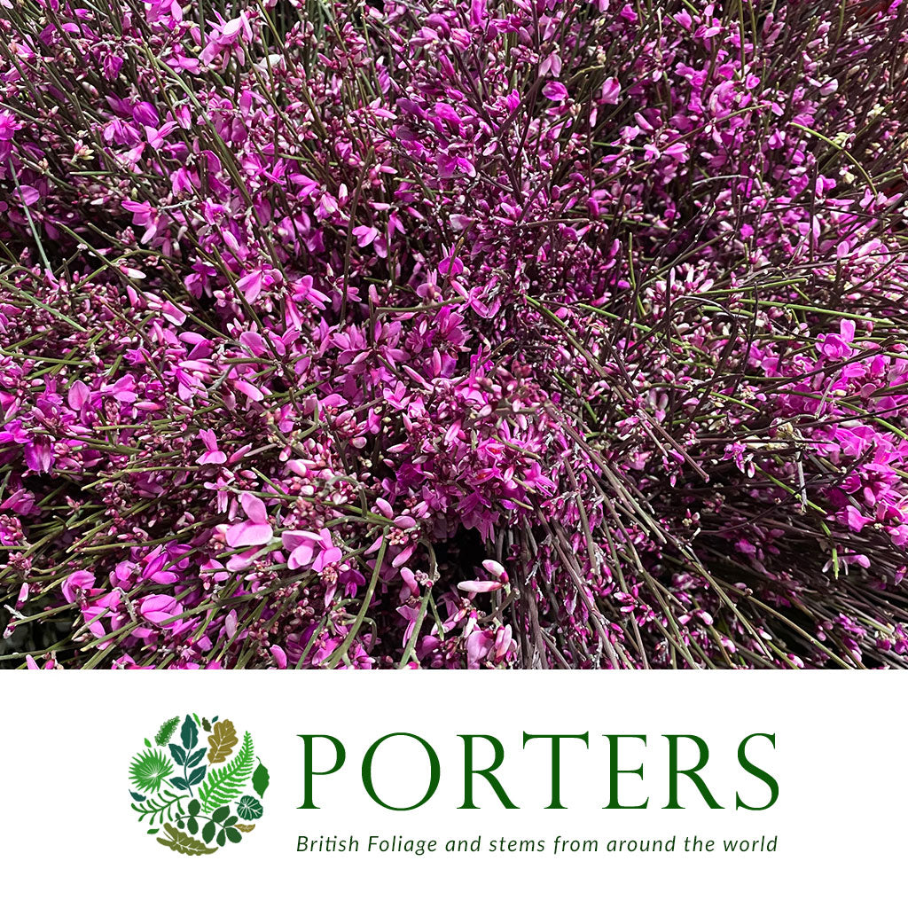 Genista 'Flower' (Various Colours)