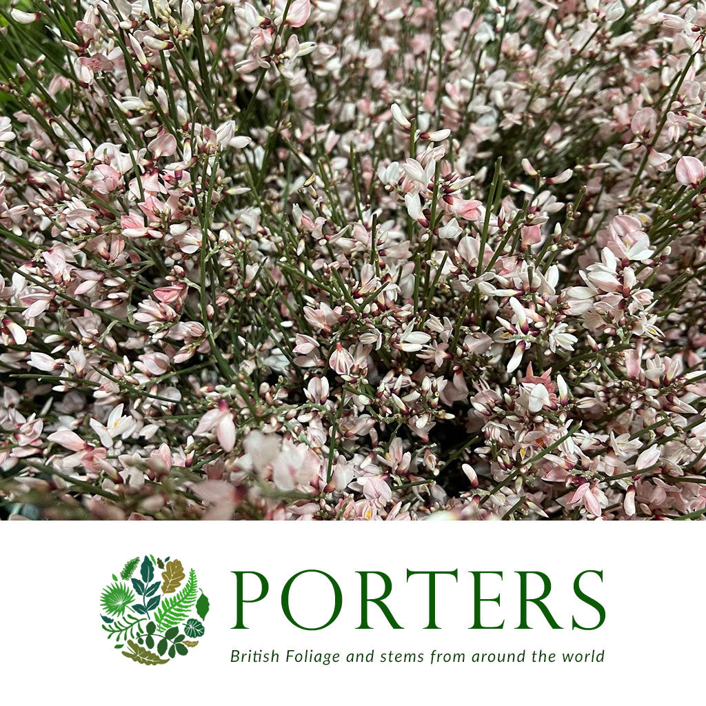 Genista 'Flower' (Various Colours)