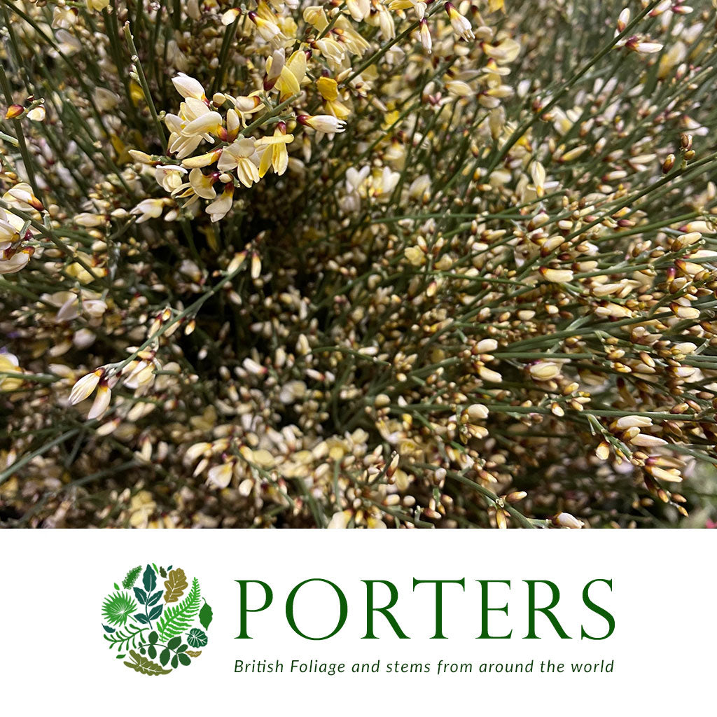 Genista &#39;Flower&#39; (Various Colours)