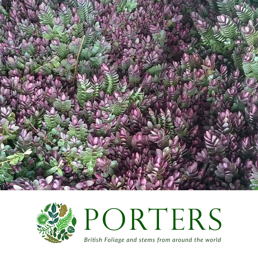Hebe &#39;Grey/Red Small Leaf&#39; Wild (Various Sizes)