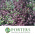 Hebe 'Grey/Red Small Leaf' Wild (Various Sizes)