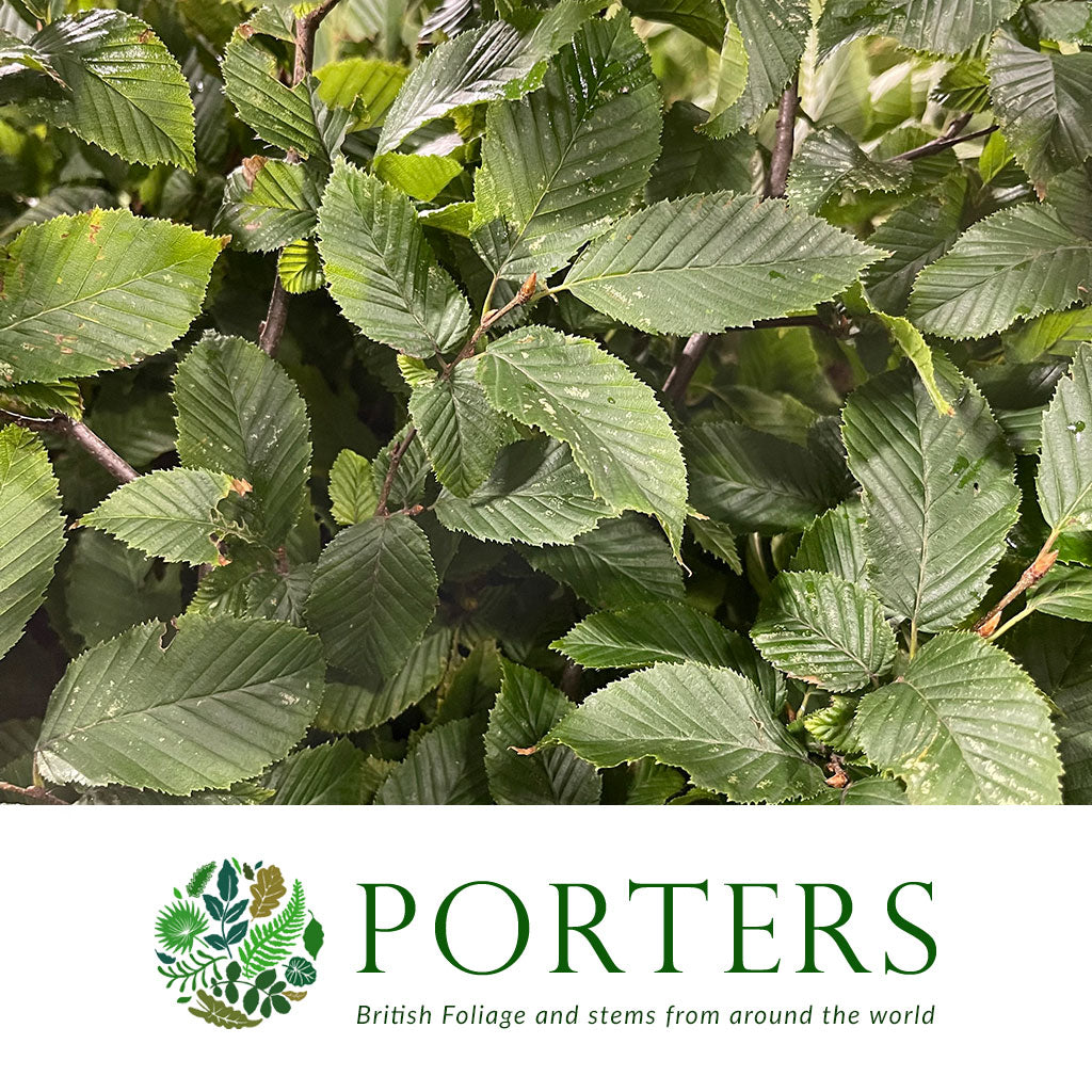 Hornbeam &#39;Foliage&#39; (Wild) (Various Sizes)