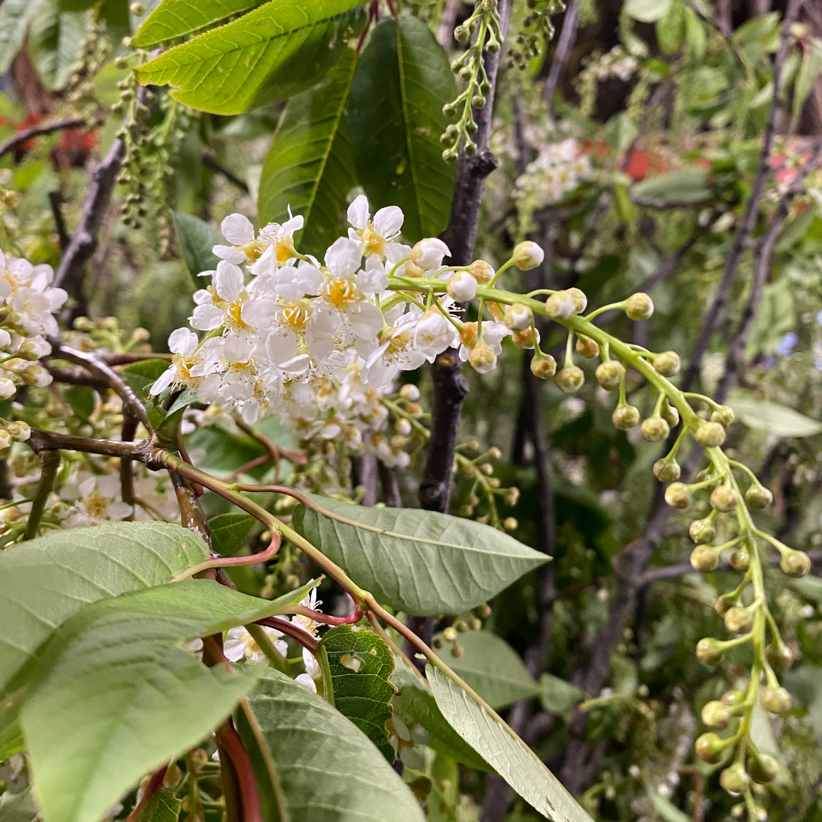 &#39;Bird Cherry Prunus&#39; (Wild) (Various Sizes)