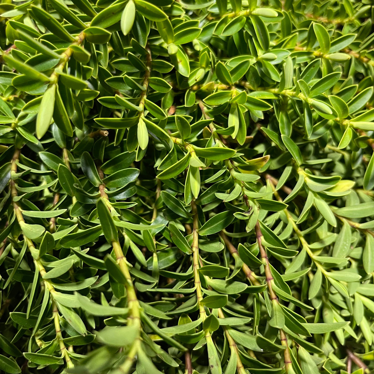 Hebe &#39;Green Large Leaf&#39; Wild (various Sizes)