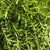 Hebe 'Green Large Leaf' Wild (various Sizes)