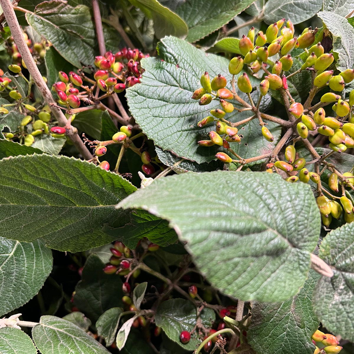 Viburnum &#39;Cotton Wood&#39; (Berried) (Wild) (Various Sizes)