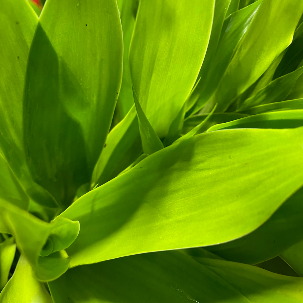 Dracena &#39;Green&#39; 60cm (x5)