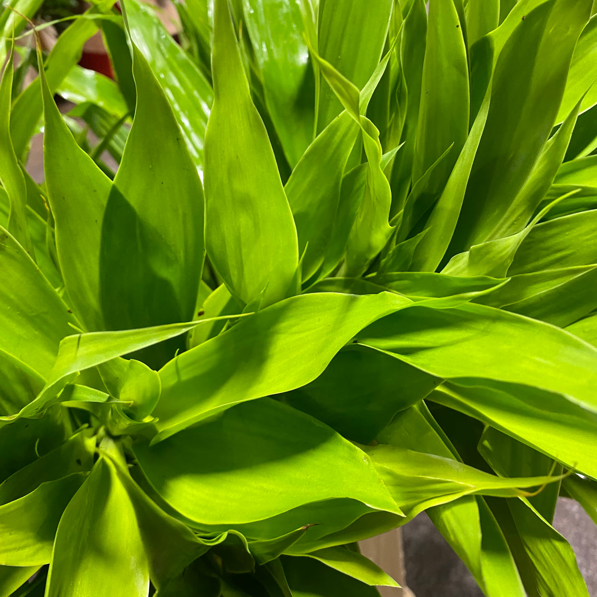 Dracena &#39;Green&#39; 60cm (x5)