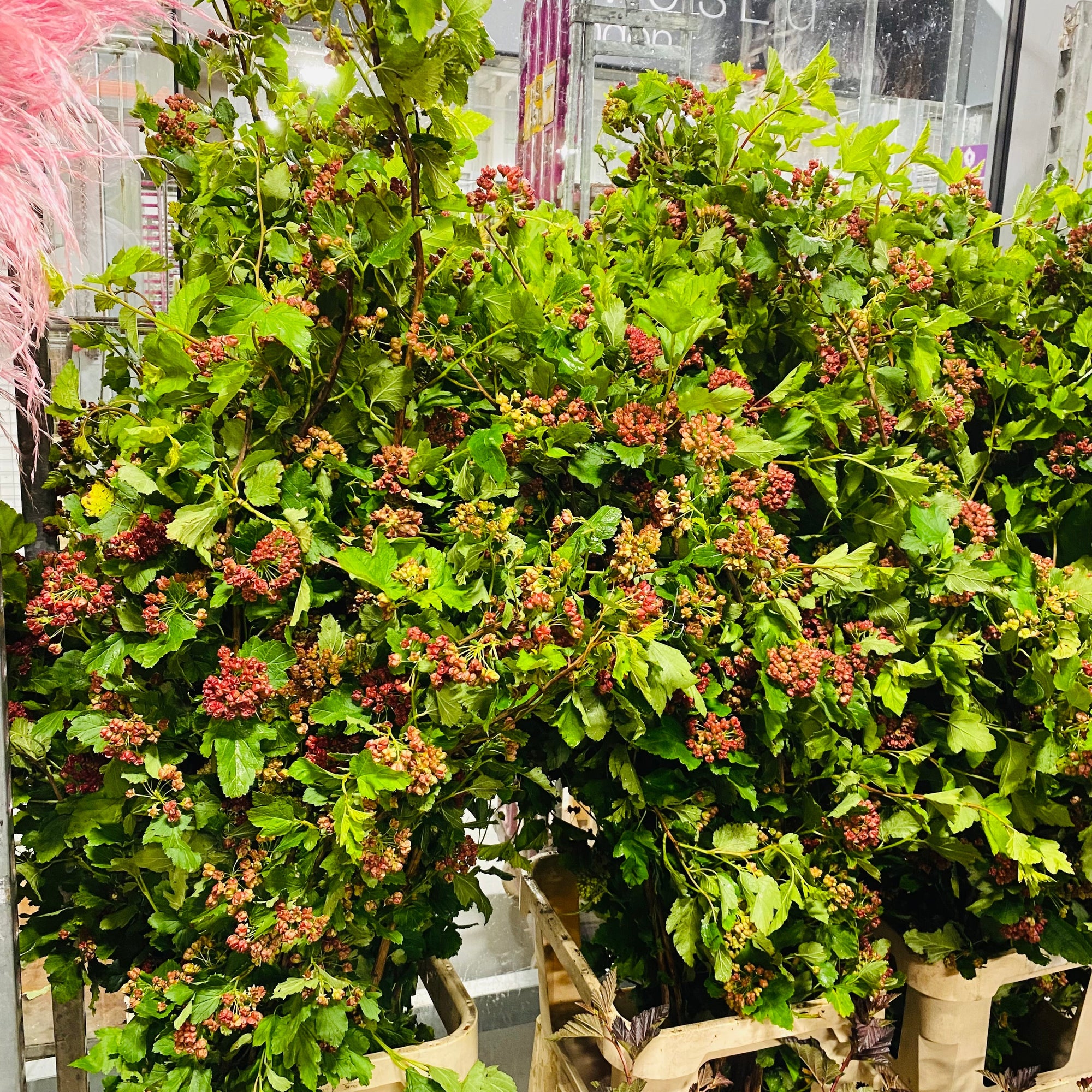 Diablo "Early Bird" Cultivated (Various Lengths)