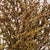 Forsythia 'Flowering' (Cultivated) (Various Sizes)