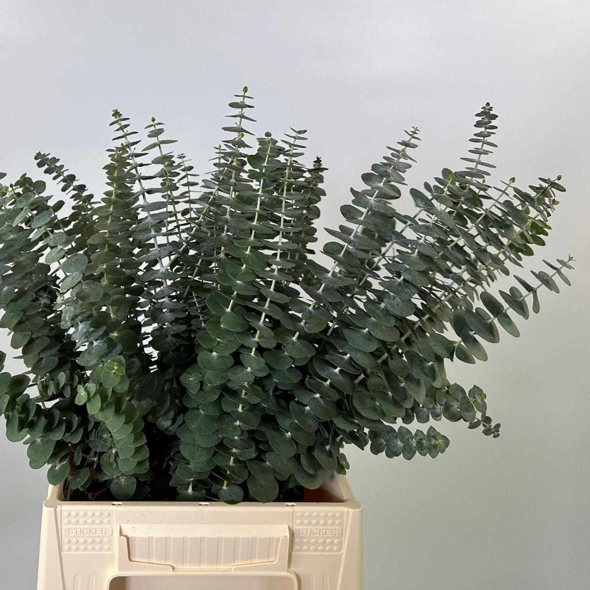 Eucalyptus 'Baby Blue' (Various Sizes)